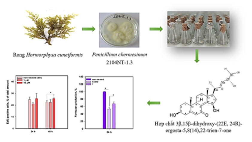 "Kho báu" dưới nước ở vịnh Nha Trang hé lộ nhiều hoạt chất quý - Ảnh 1