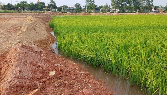 Người dân “lên thổ cư” cho đất lúa bị trả hồ sơ, Bộ NN&MT trả lời - Ảnh 1