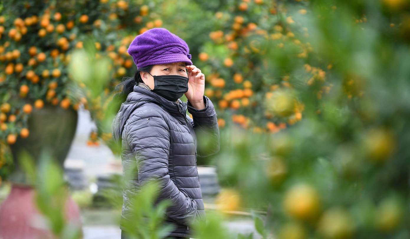 Mưa rét phủ làng quất Tứ Liên, người Hà Nội vẫn hào hứng ‘săn’ quất - Ảnh 14