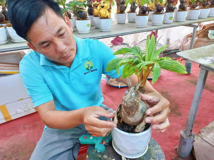 Dừa dát vàng, dừa bonsai linh vật ngựa 'cháy hàng' mùa Tết - Ảnh 6
