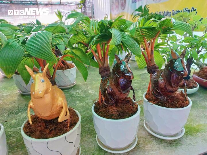 Dừa dát vàng, dừa bonsai linh vật ngựa 'cháy hàng' mùa Tết - Ảnh 5