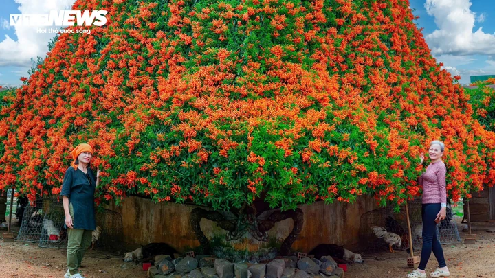 Ngắm ngôi nhà phủ kín hoa xác pháo 'nổi như cồn' ở Lâm Đồng - Ảnh 5