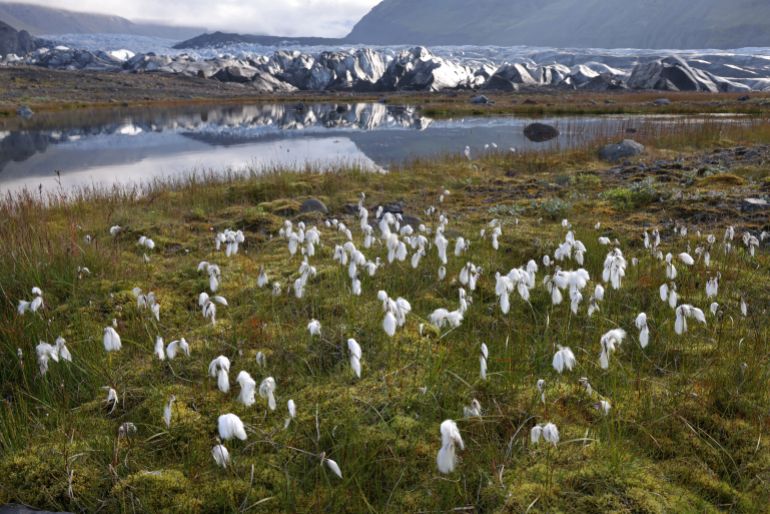 Một quốc gia không có bất kỳ con muỗi nào - Ảnh 2