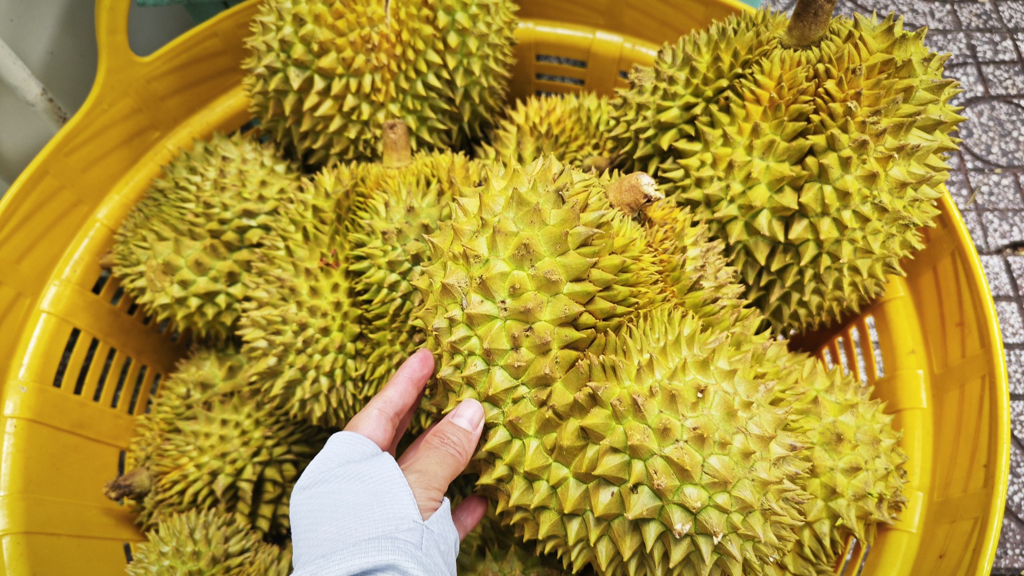 Dự báo xuất khẩu sầu riêng sang Trung Quốc 2026, liệu có vượt qua Thái Lan? - Ảnh 1