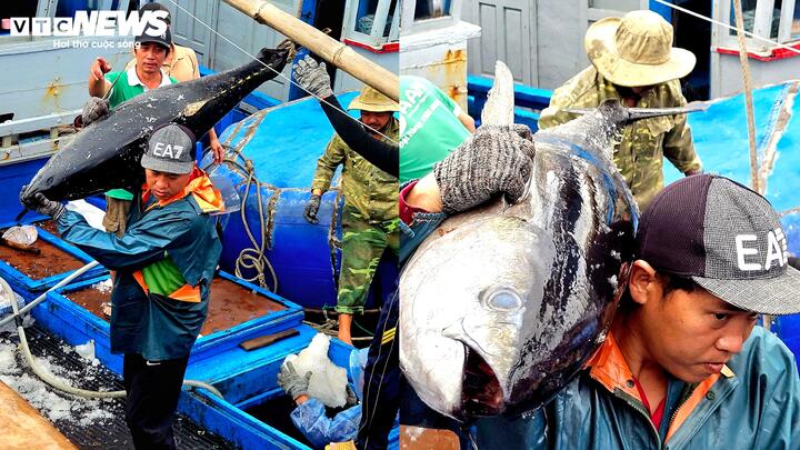 Cá ngừ đại dương trúng mùa, ngư dân Đắk Lắk thu lãi trước Tết - Ảnh 4