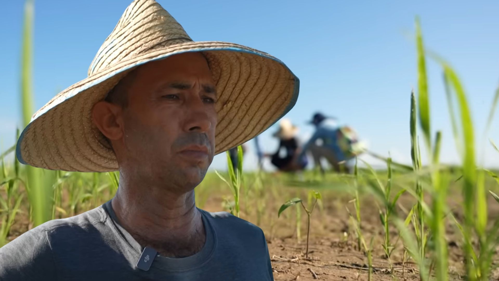 Giống lúa Việt Nam "gây bão" tại Cuba: Tạo kỳ tích nông dân Cuba chưa bao giờ nghĩ đến - Ảnh 1