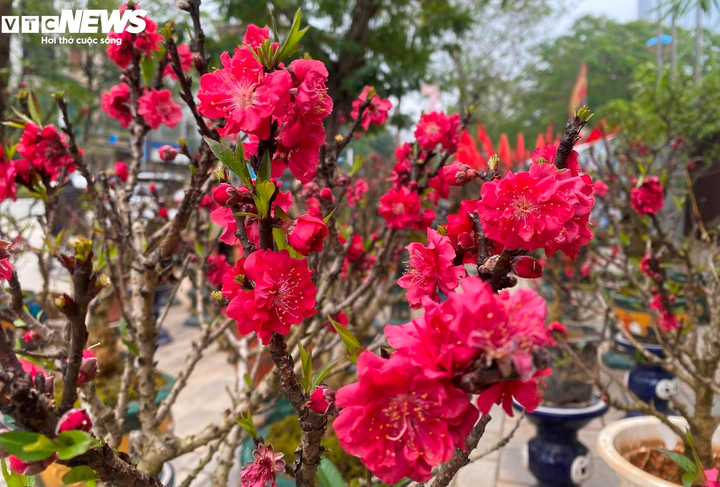 Đào thất thốn đắt đỏ nở sớm, người trồng như 'ngồi trên lửa' - Ảnh 1