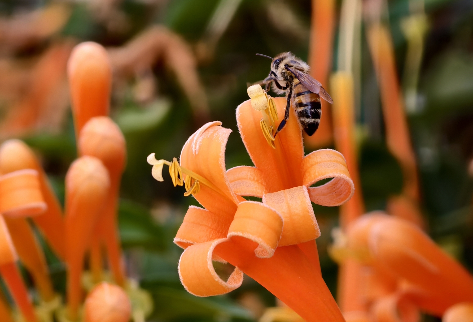 Căn nhà đang "nổi như cồn" ở Lâm Đồng - Ảnh 13