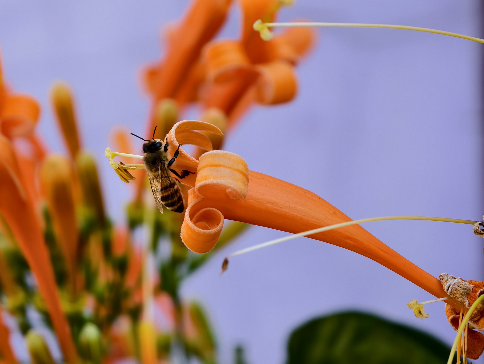 Căn nhà đang "nổi như cồn" ở Lâm Đồng - Ảnh 14