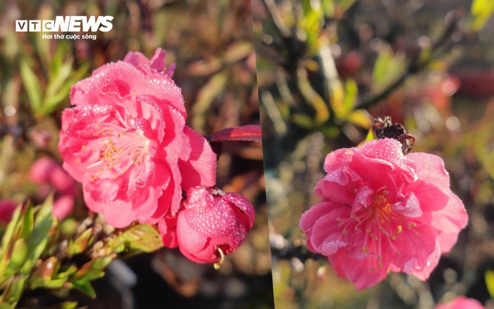 Đào thất thốn đắt đỏ nở sớm, người trồng như 'ngồi trên lửa' - Ảnh 2