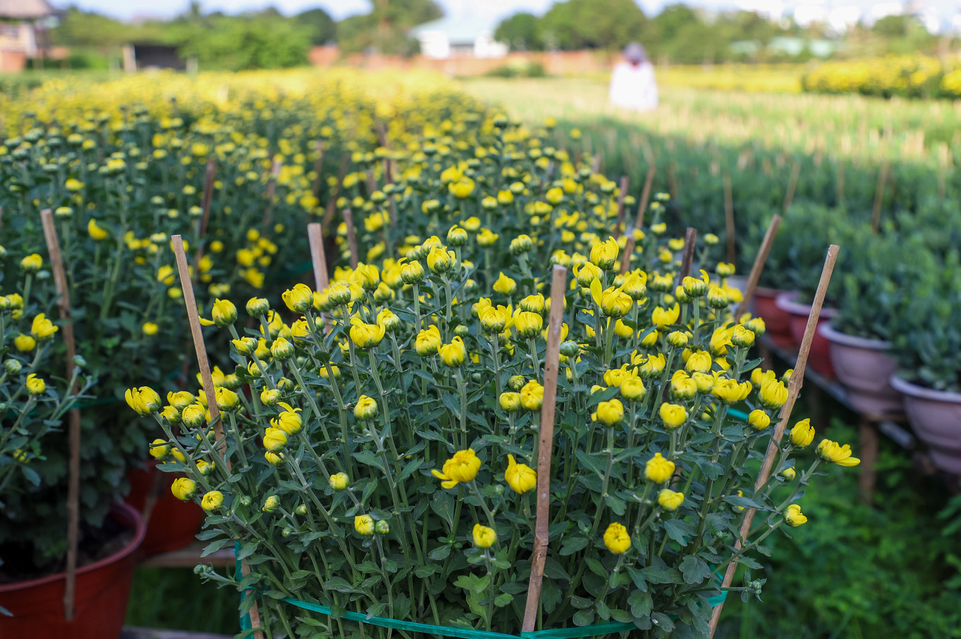 Cúc Đài Loan giá tiền triệu đắt hàng dịp Tết - Ảnh 8