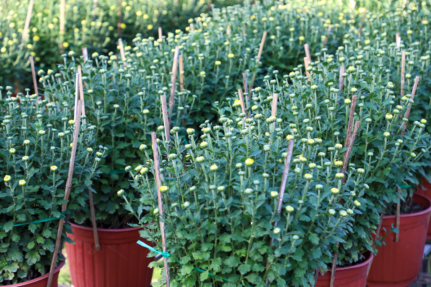 Cúc Đài Loan giá tiền triệu đắt hàng dịp Tết - Ảnh 9