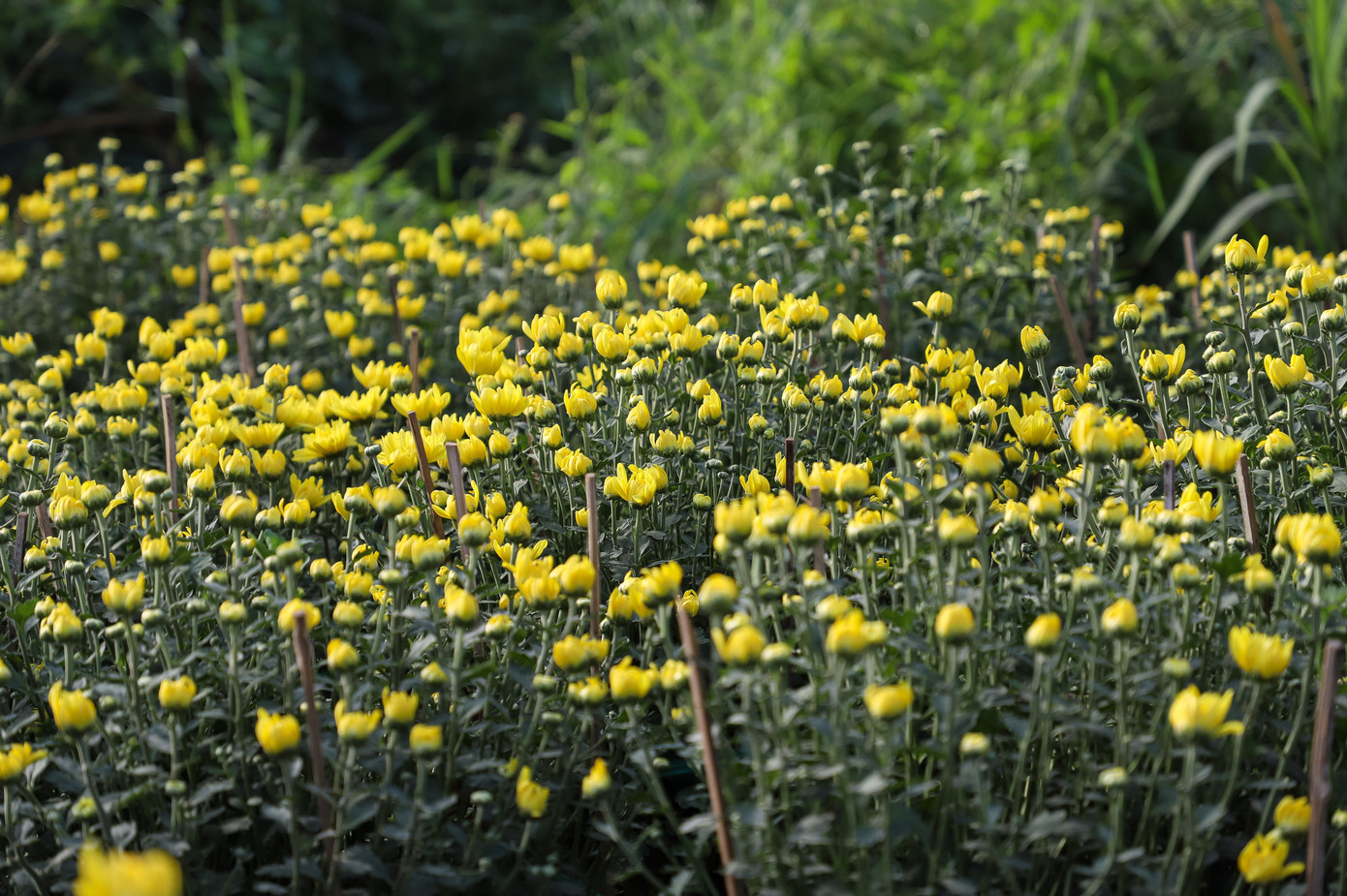 Cúc Đài Loan giá tiền triệu đắt hàng dịp Tết - Ảnh 12