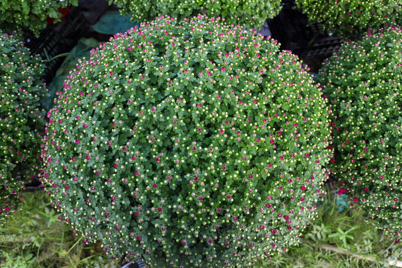 Cúc Đài Loan giá tiền triệu đắt hàng dịp Tết - Ảnh 6