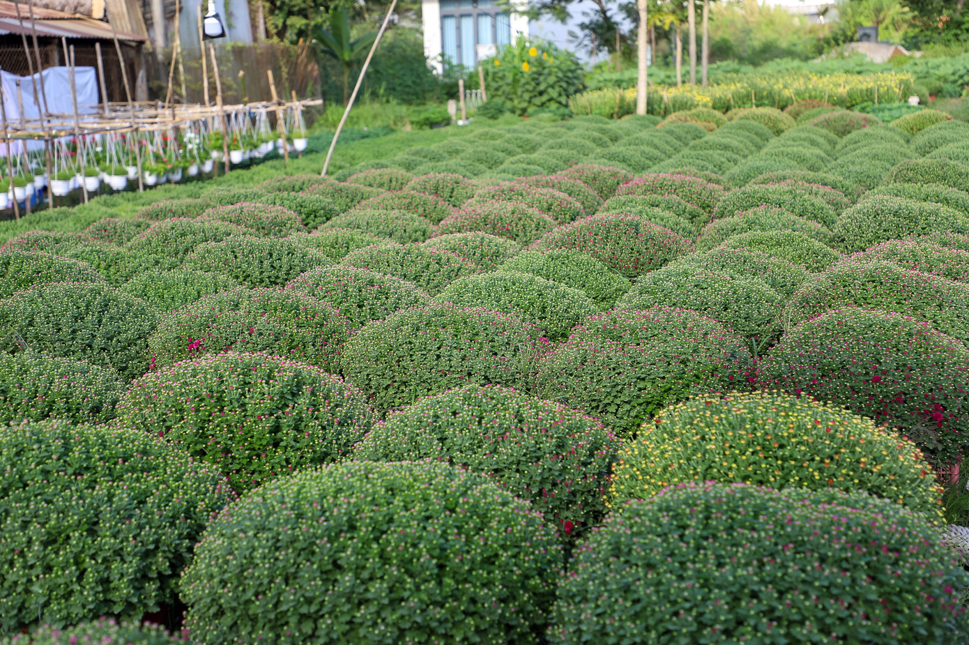 Cúc Đài Loan giá tiền triệu đắt hàng dịp Tết - Ảnh 11