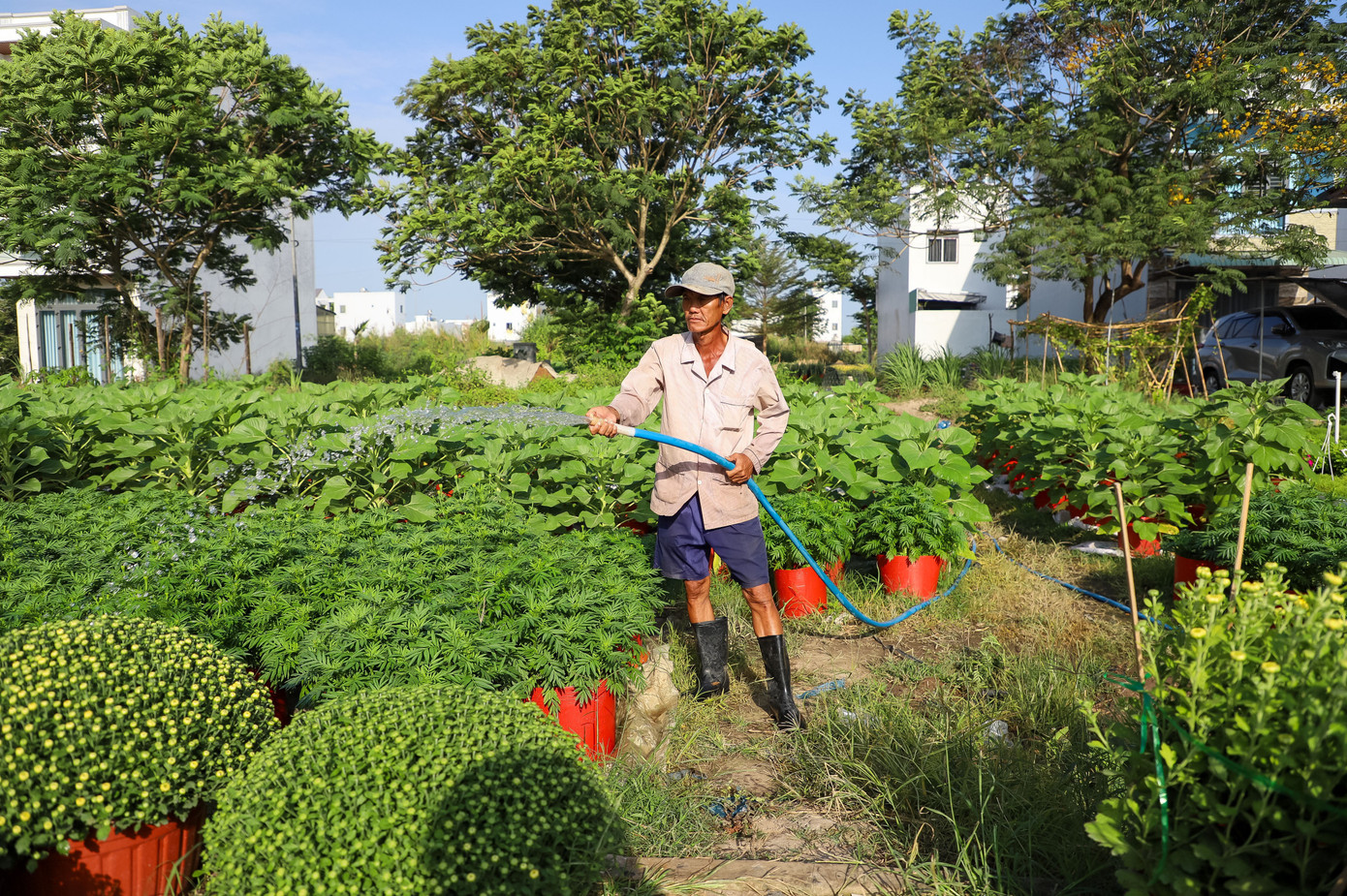 Cúc Đài Loan giá tiền triệu đắt hàng dịp Tết - Ảnh 7