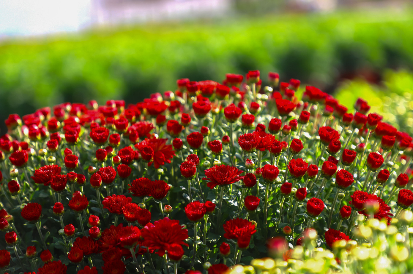 Cúc Đài Loan giá tiền triệu đắt hàng dịp Tết - Ảnh 10