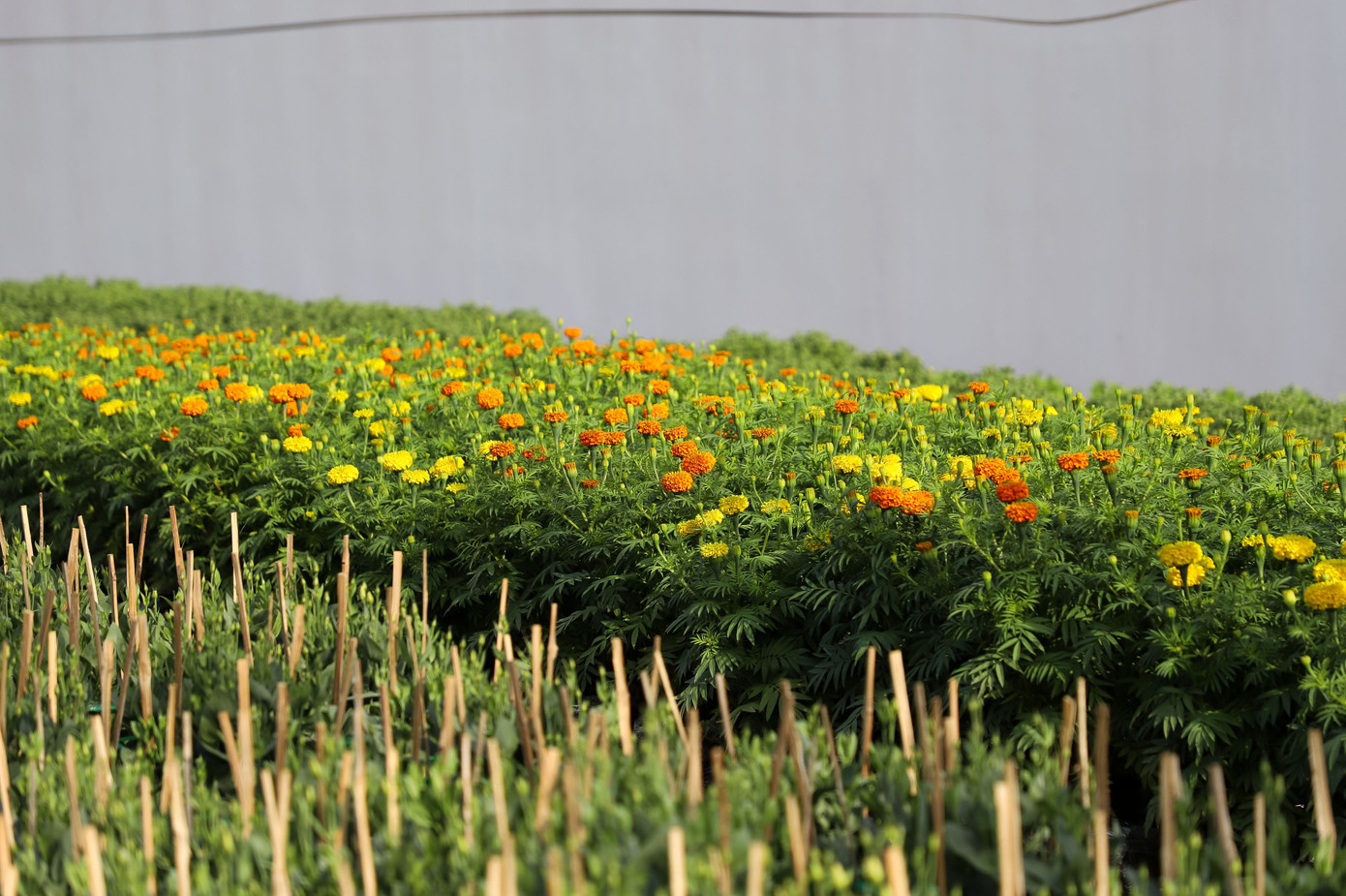 Cúc Đài Loan giá tiền triệu đắt hàng dịp Tết - Ảnh 13