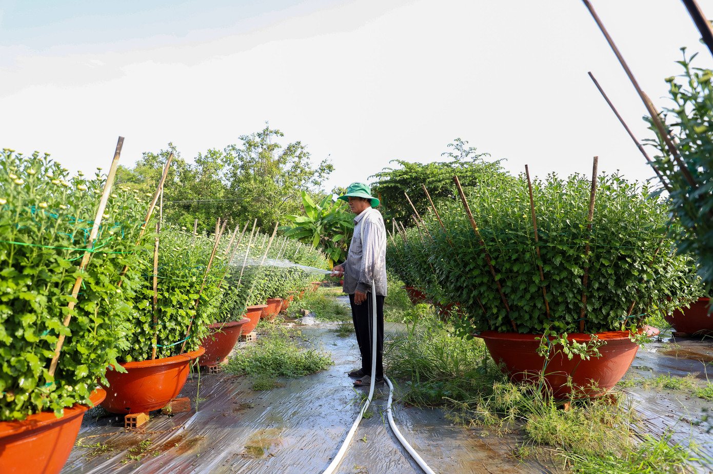 Cúc Đài Loan giá tiền triệu đắt hàng dịp Tết - Ảnh 2