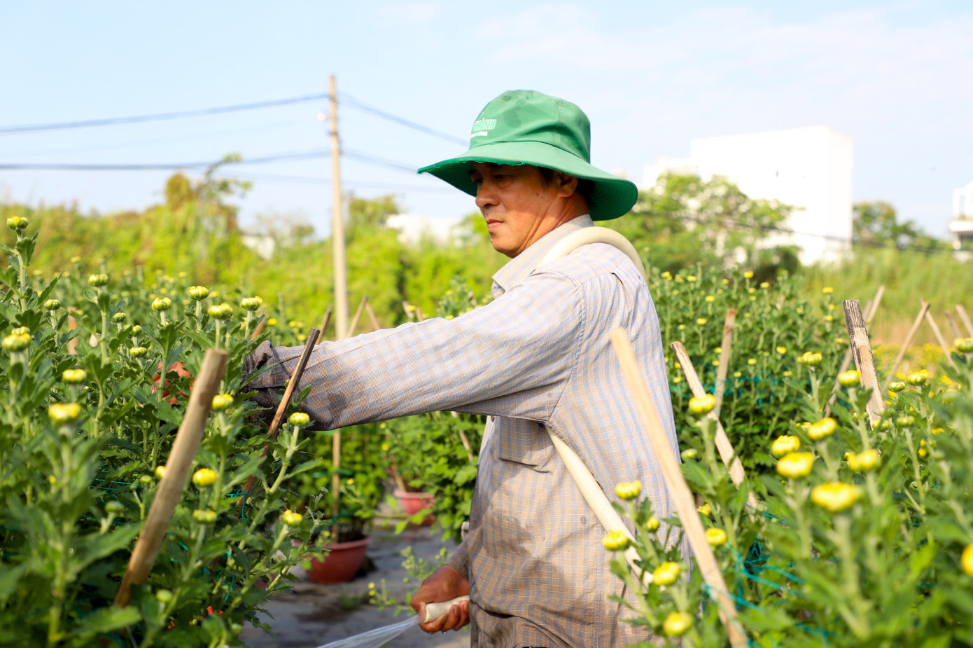 Cúc Đài Loan giá tiền triệu đắt hàng dịp Tết - Ảnh 4