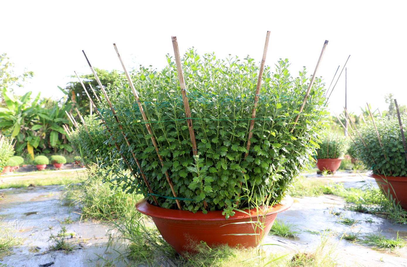 Cúc Đài Loan giá tiền triệu đắt hàng dịp Tết - Ảnh 3