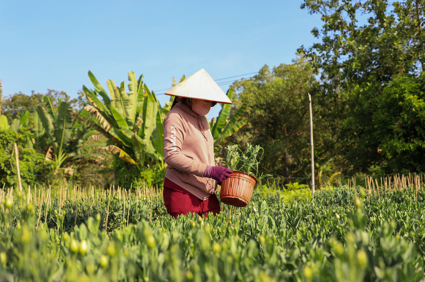 Cúc Đài Loan giá tiền triệu đắt hàng dịp Tết - Ảnh 1