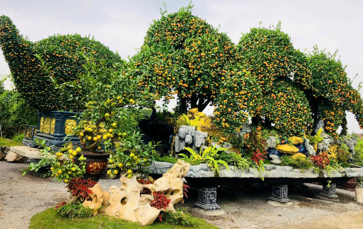 Choáng ngợp loạt ‘siêu phẩm’ cây cảnh chơi Tết ở Hưng Yên giá hàng trăm triệu đồng - Ảnh 1