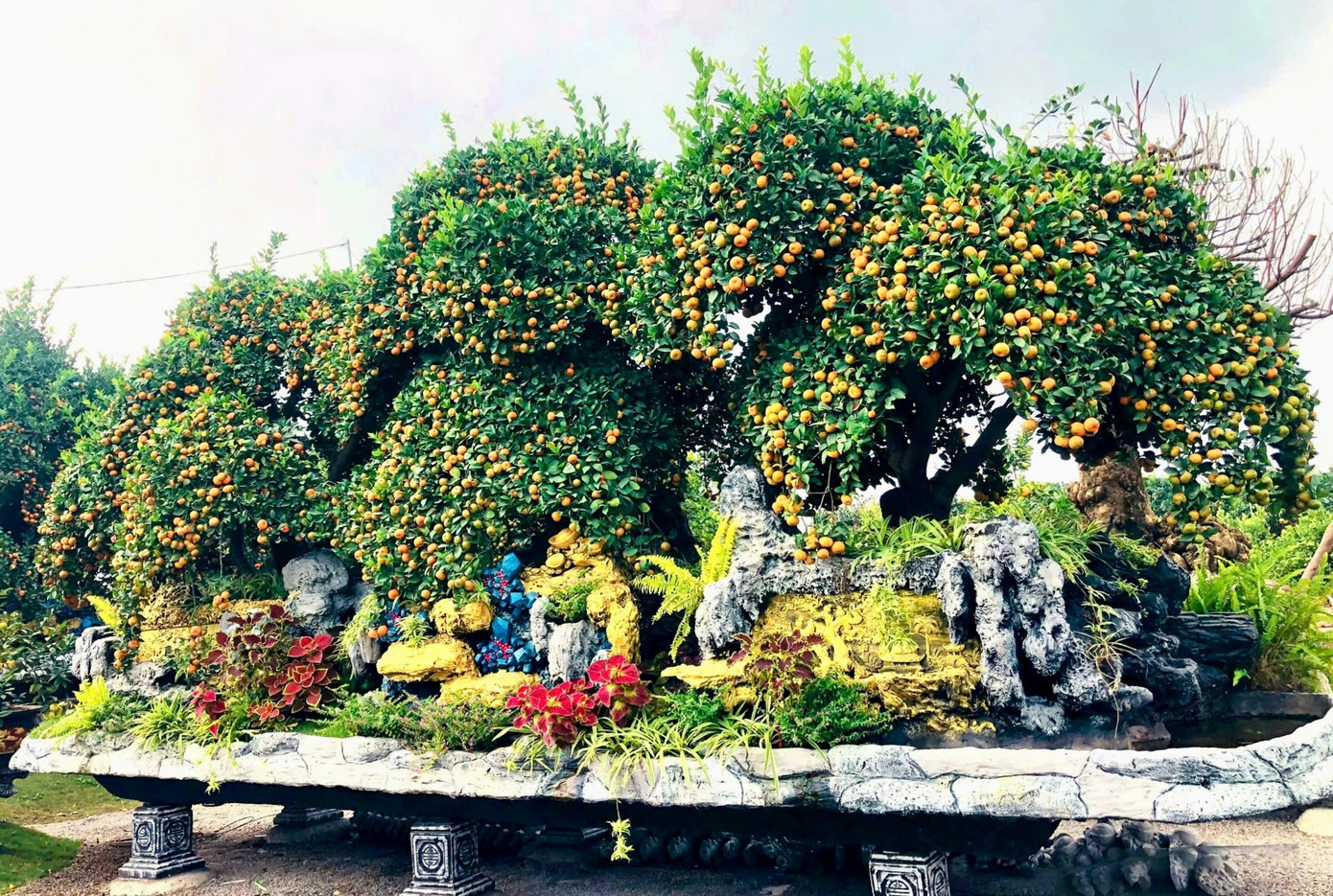 Choáng ngợp loạt ‘siêu phẩm’ cây cảnh chơi Tết ở Hưng Yên giá hàng trăm triệu đồng - Ảnh 2