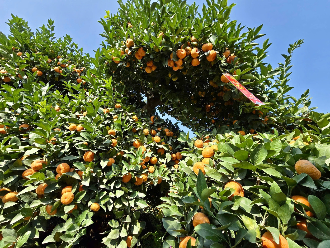 Choáng ngợp loạt ‘siêu phẩm’ cây cảnh chơi Tết ở Hưng Yên giá hàng trăm triệu đồng - Ảnh 6