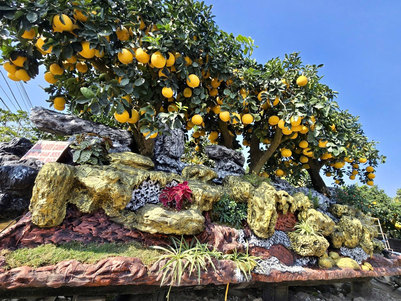 Choáng ngợp loạt ‘siêu phẩm’ cây cảnh chơi Tết ở Hưng Yên giá hàng trăm triệu đồng - Ảnh 7