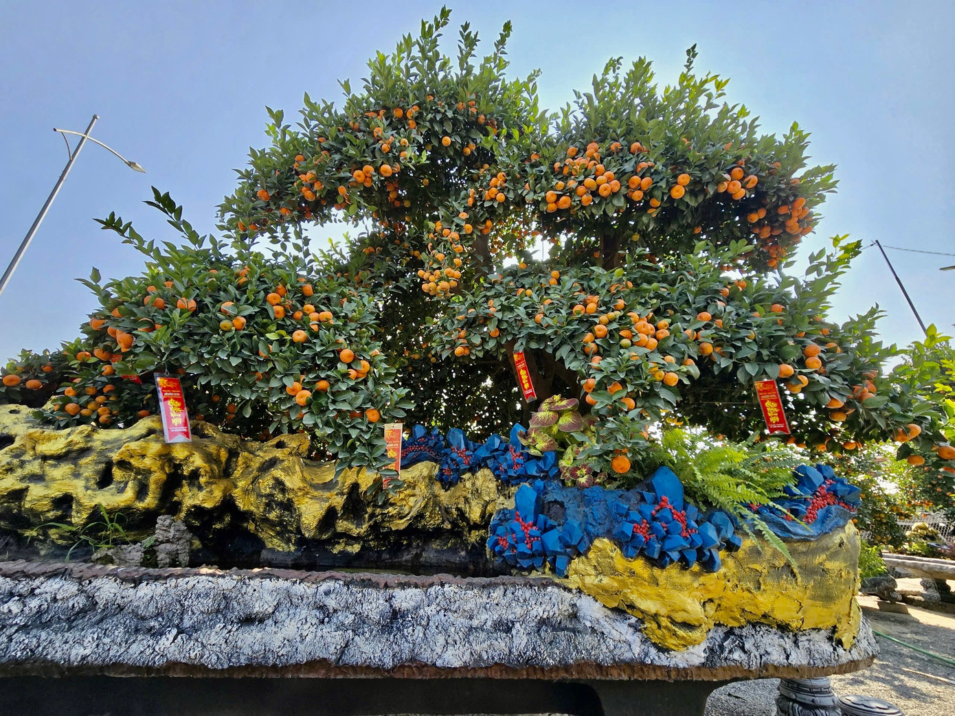 Choáng ngợp loạt ‘siêu phẩm’ cây cảnh chơi Tết ở Hưng Yên giá hàng trăm triệu đồng - Ảnh 5