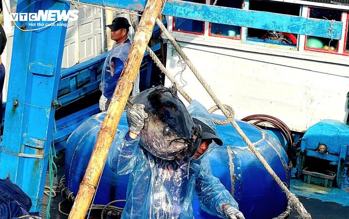 Cá ngừ đại dương trúng mùa, ngư dân Đắk Lắk thu lãi trước Tết - Ảnh 1