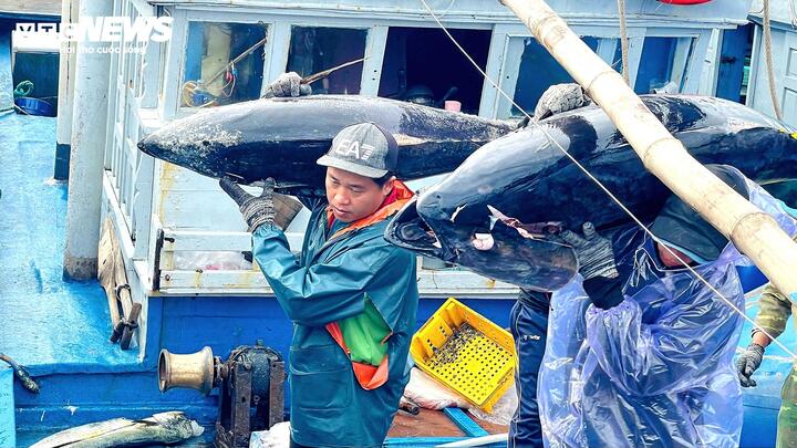 Cá ngừ đại dương trúng mùa, ngư dân Đắk Lắk thu lãi trước Tết - Ảnh 3