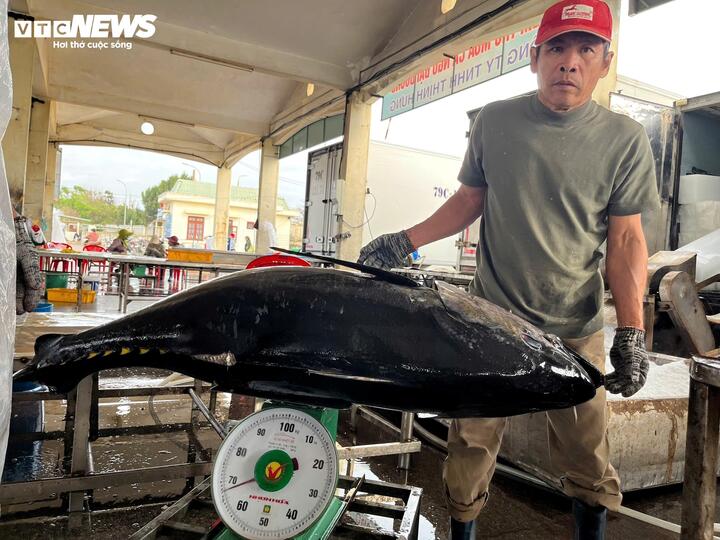 Cá ngừ đại dương trúng mùa, ngư dân Đắk Lắk thu lãi trước Tết - Ảnh 5