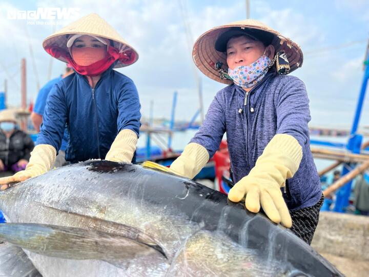 Cá ngừ đại dương trúng mùa, ngư dân Đắk Lắk thu lãi trước Tết - Ảnh 2