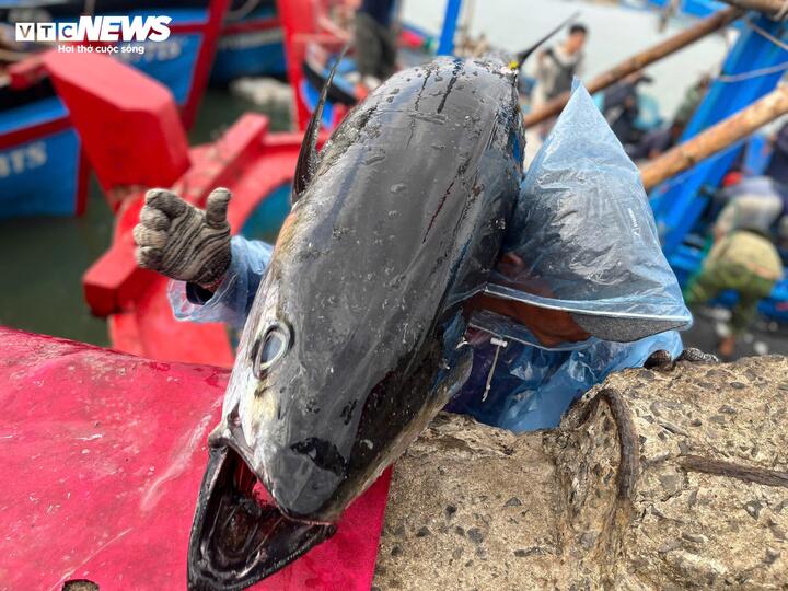 Cá ngừ đại dương trúng mùa, ngư dân Đắk Lắk thu lãi trước Tết - Ảnh 8