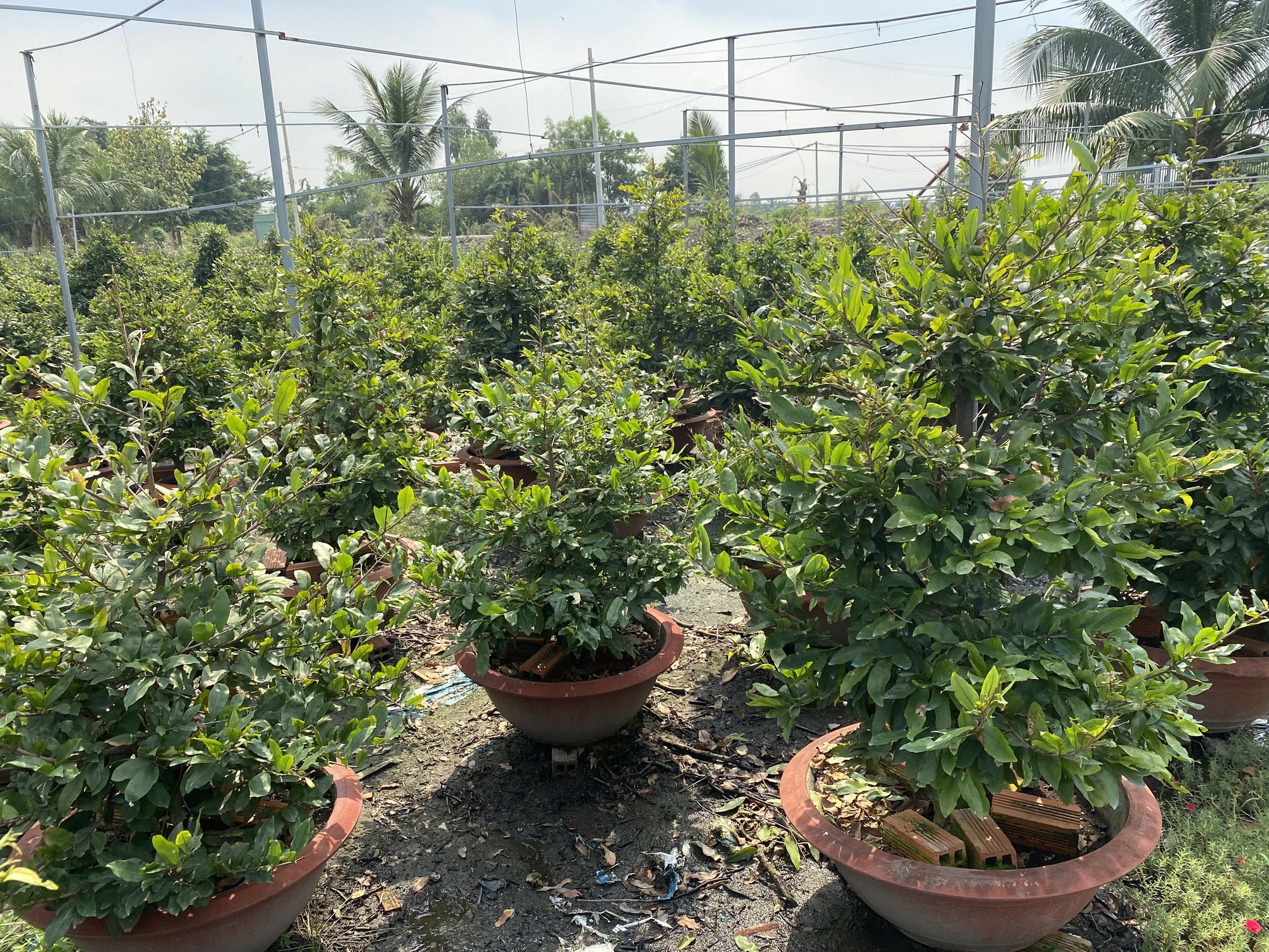 Diễn biến mới trên thị trường hoa mai Tết 2026 - Ảnh 1