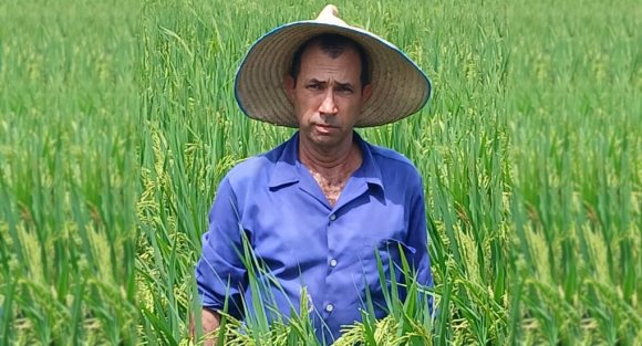 Giống lúa Việt Nam 'gây sốt' khi được trồng tại Cuba, nông dân thu hoạch xong phải ngỡ ngàng - Ảnh 2