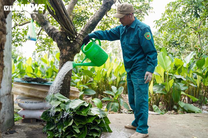 Làng lá dong vào vụ thu hoạch Tết, người trồng 'hái tiền' mỏi tay - Ảnh 10