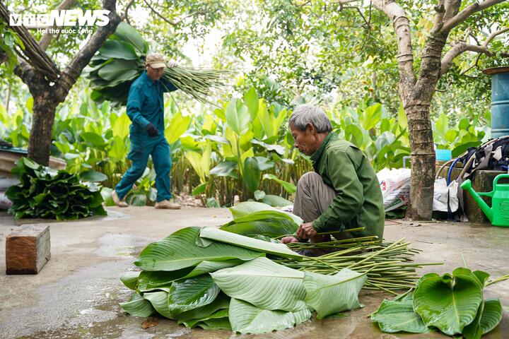 Làng lá dong vào vụ thu hoạch Tết, người trồng 'hái tiền' mỏi tay - Ảnh 9