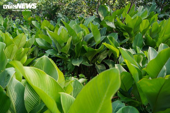 Làng lá dong vào vụ thu hoạch Tết, người trồng 'hái tiền' mỏi tay - Ảnh 1