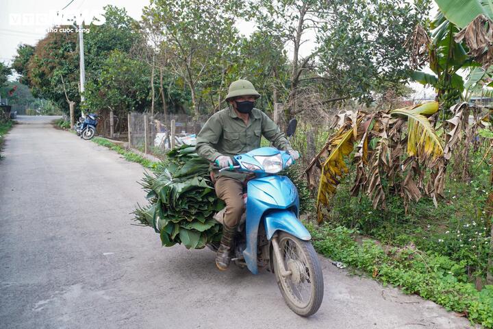 Làng lá dong vào vụ thu hoạch Tết, người trồng 'hái tiền' mỏi tay - Ảnh 14