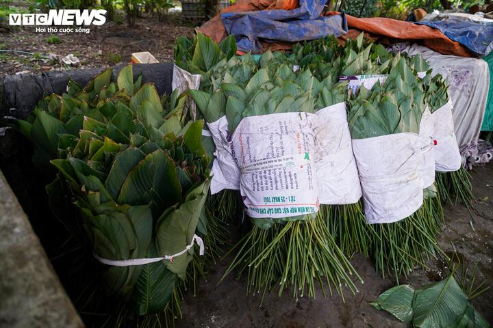 Làng lá dong vào vụ thu hoạch Tết, người trồng 'hái tiền' mỏi tay - Ảnh 13