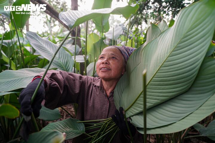 Làng lá dong vào vụ thu hoạch Tết, người trồng 'hái tiền' mỏi tay - Ảnh 4