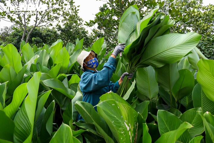Làng lá dong vào vụ thu hoạch Tết, người trồng 'hái tiền' mỏi tay - Ảnh 2
