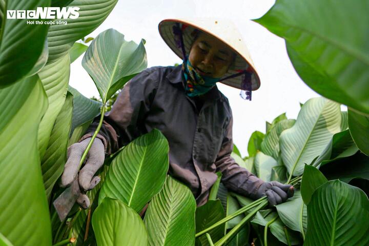 Làng lá dong vào vụ thu hoạch Tết, người trồng 'hái tiền' mỏi tay - Ảnh 5