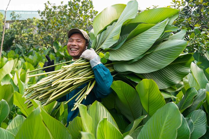 Làng lá dong vào vụ thu hoạch Tết, người trồng 'hái tiền' mỏi tay - Ảnh 7
