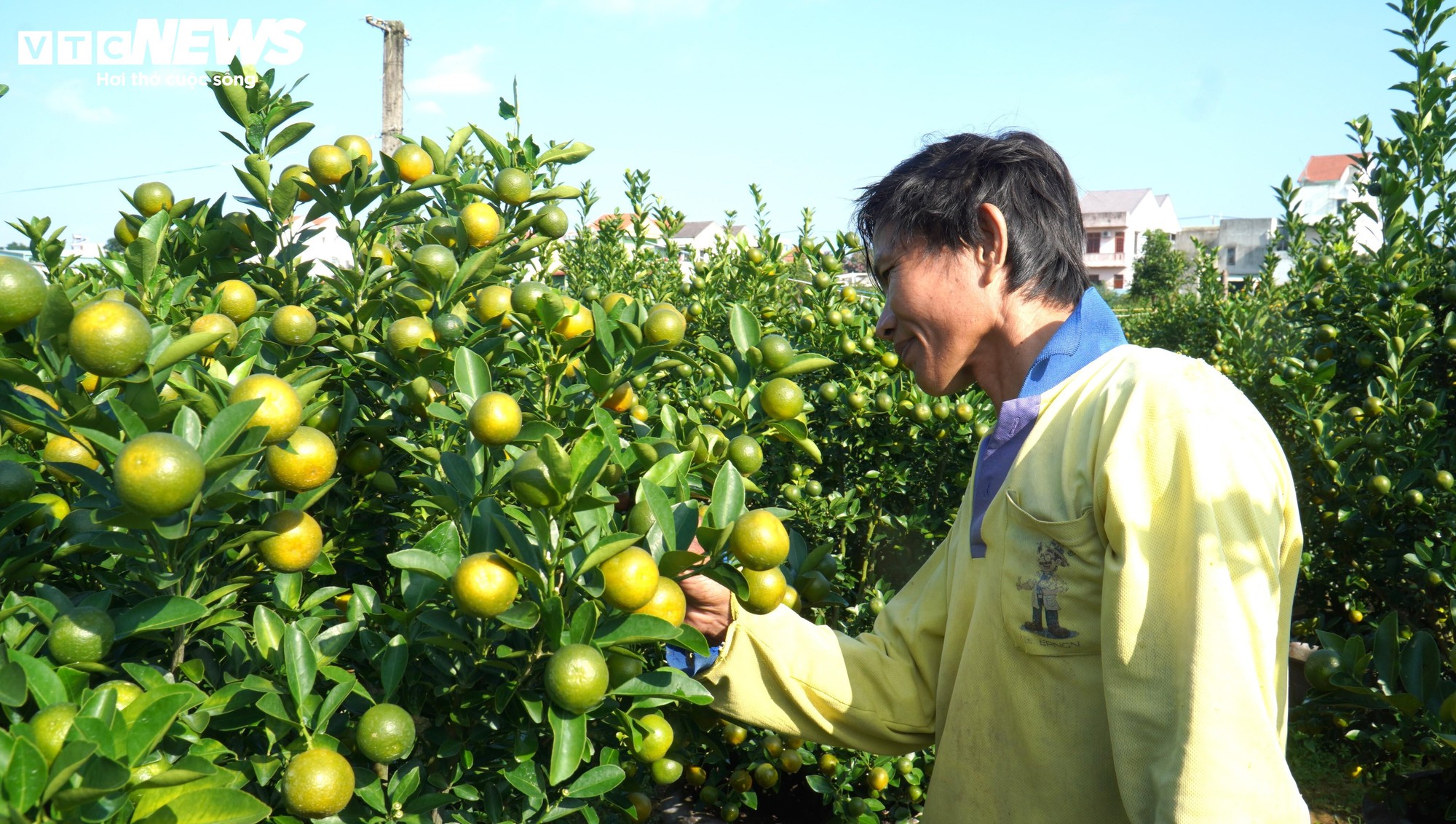 Thương lái ồ ạt chốt hàng, nông dân thủ phủ quất cảnh kỳ vọng vụ Tết bội thu - Ảnh 2