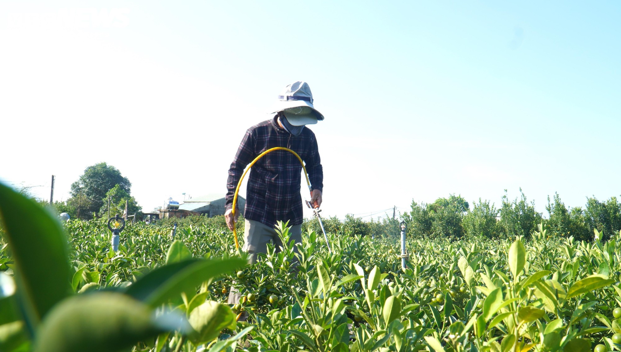 Thương lái ồ ạt chốt hàng, nông dân thủ phủ quất cảnh kỳ vọng vụ Tết bội thu - Ảnh 8