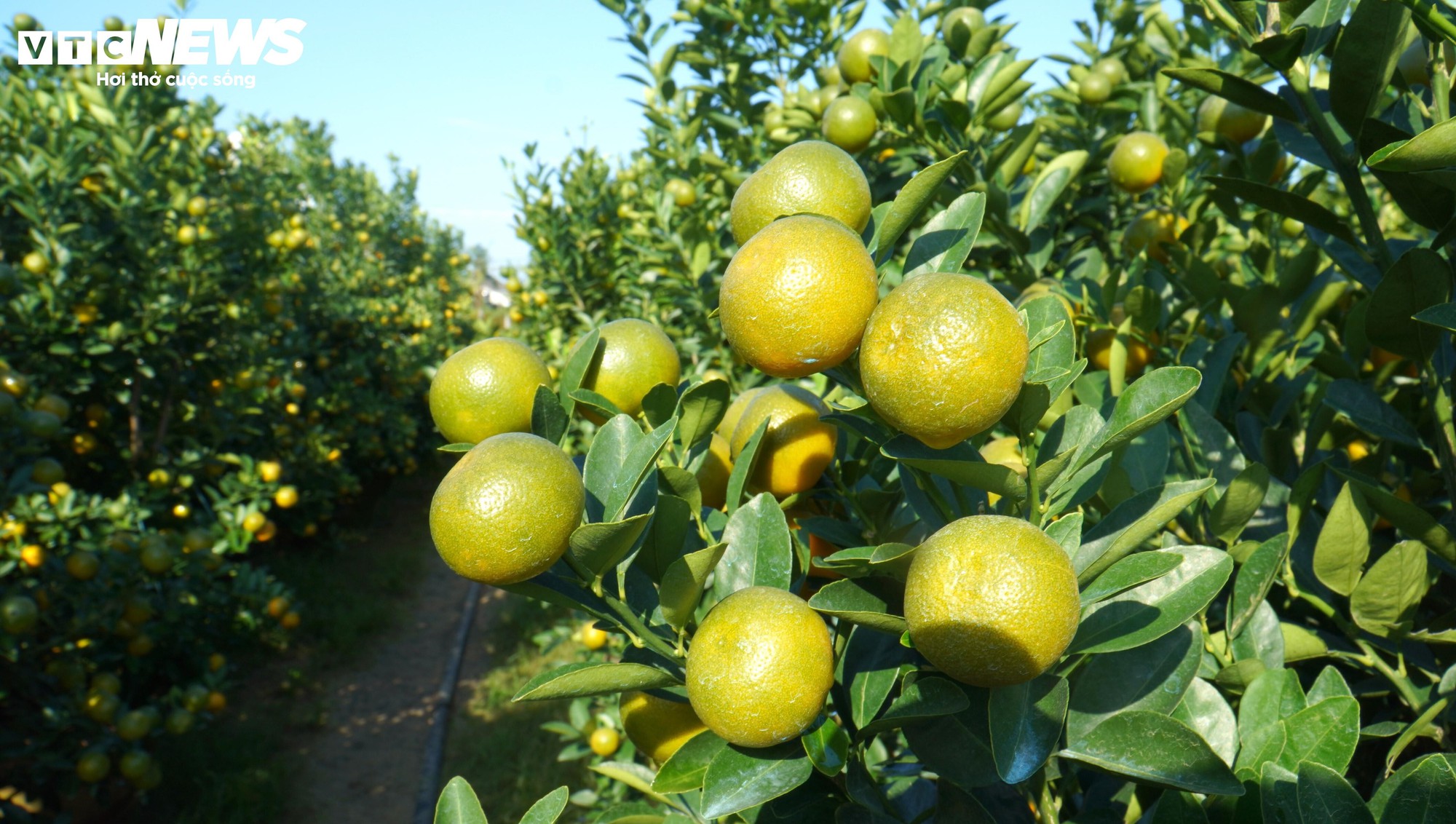 Thương lái ồ ạt chốt hàng, nông dân thủ phủ quất cảnh kỳ vọng vụ Tết bội thu - Ảnh 4
